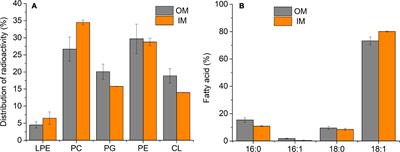 Membrane Homeoviscous Adaptation in Sinorhizobium Submitted to a Stressful Thermal Cycle Contributes to the Maintenance of the Symbiotic Plant–Bacteria Interaction